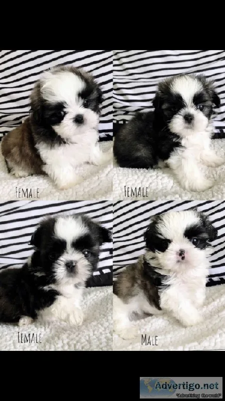 Shih Tzu puppies
