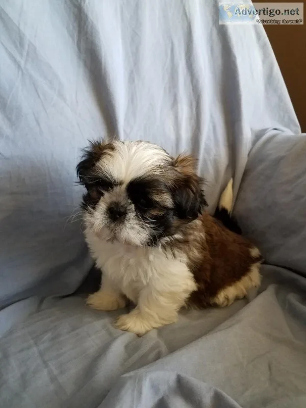 Shih tzu Puppies
