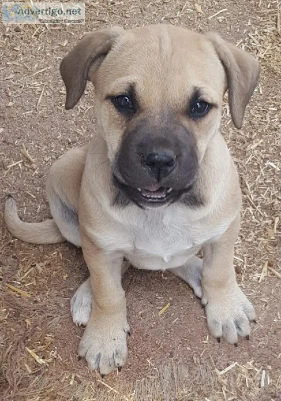 American Mastiff