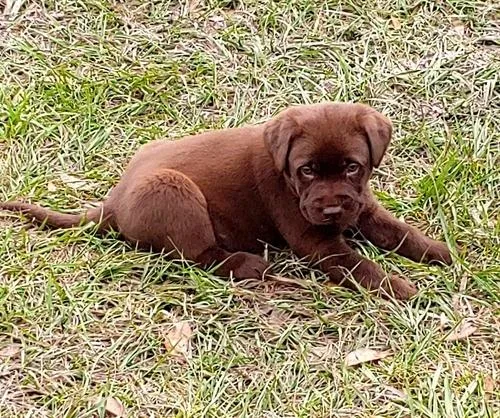 3 Chocolate Labrador Retriever Puppies