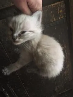 Lots of free kittens that need a good home
