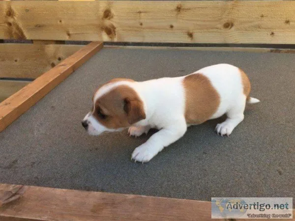 akc registered Beagle puppies for adoption