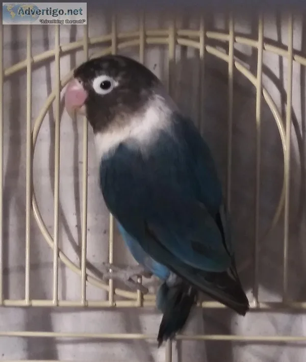 Black Masked Blue Lovebird