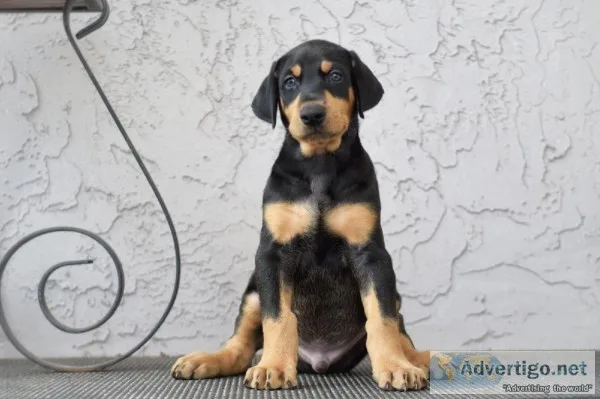 Doberman puppies