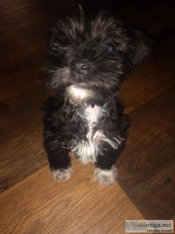 Mini Schnauzer