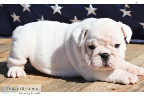 English bulldog puppy available
