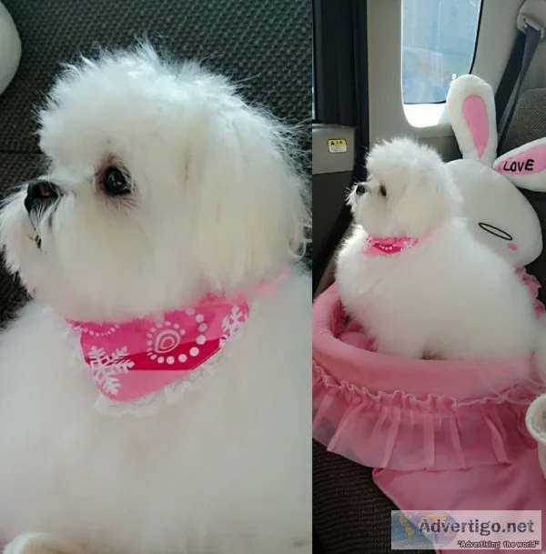 Puppies for sale