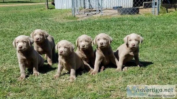 AKC Silver lab puppies