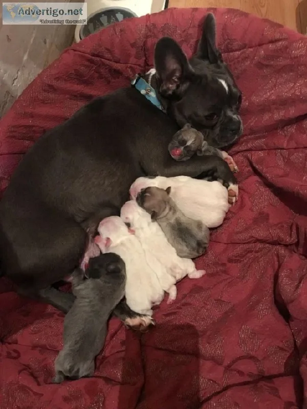 French Bulldog Puppies