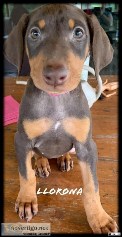 Doberman puppies