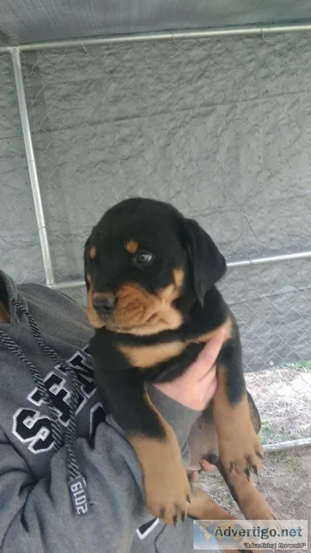 Rottweiler Pups