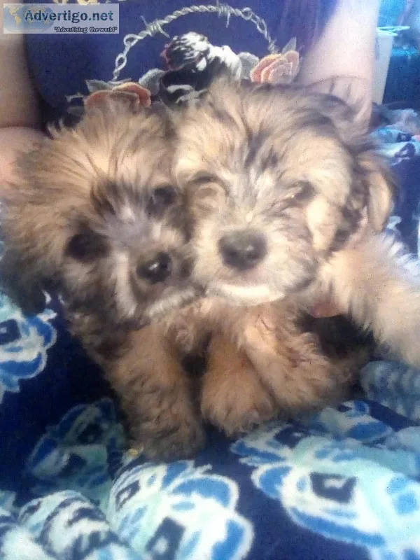 Morkies