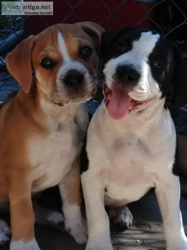 Puppies boxer