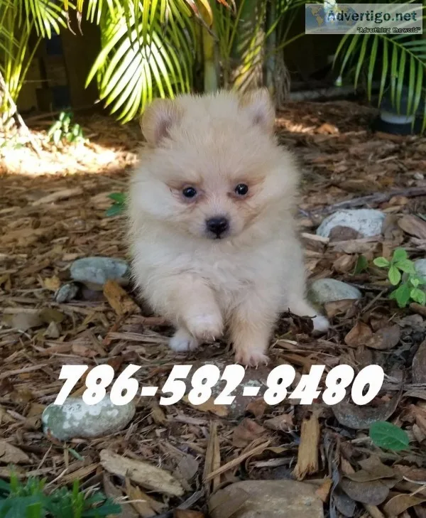pomeranian puppies