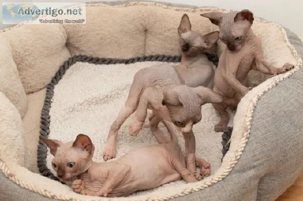 9 Weeks old Sphynx Kittens For Rehoming