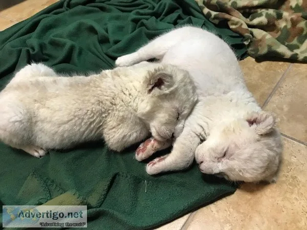 lion cubs for free adoption