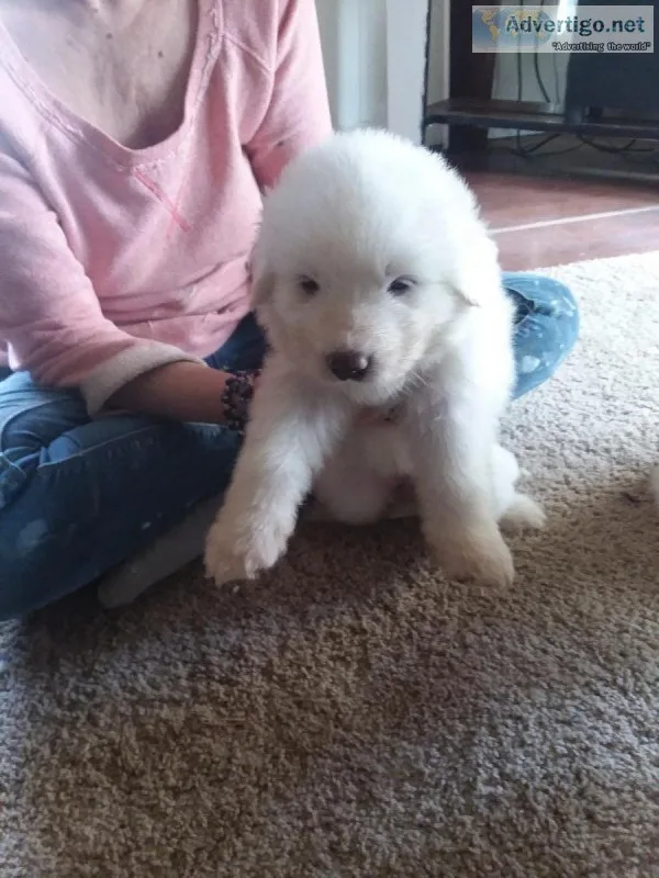 Great Pyrenees Puppies