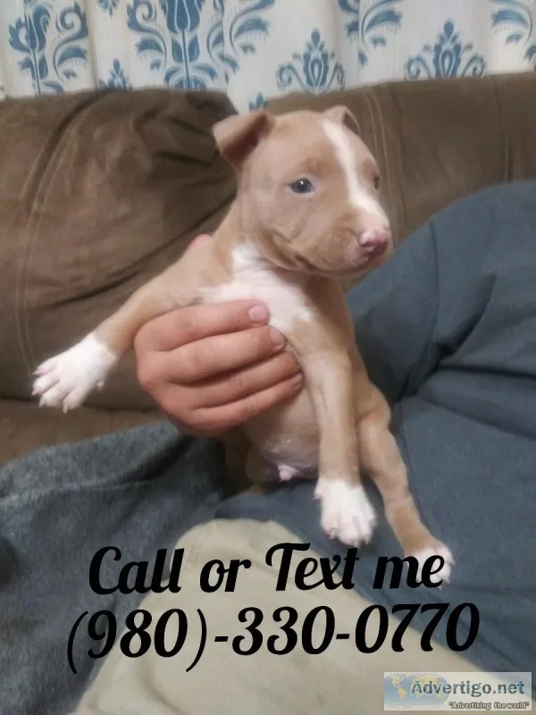 Pitbull puppies