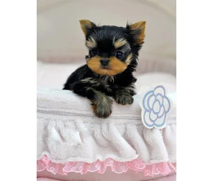 FINANCE A PUPPY   200  A MONTH PAYMENTS