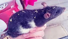 Male Rats