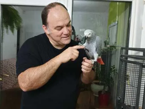 Baby African Grey Female