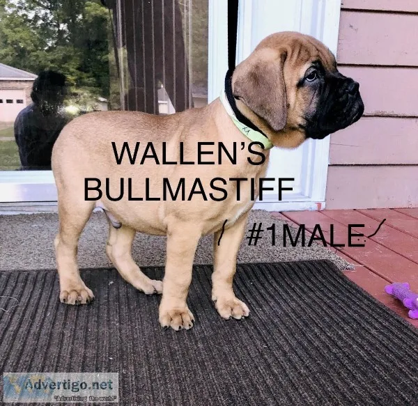 BULLMASTIFF AKC