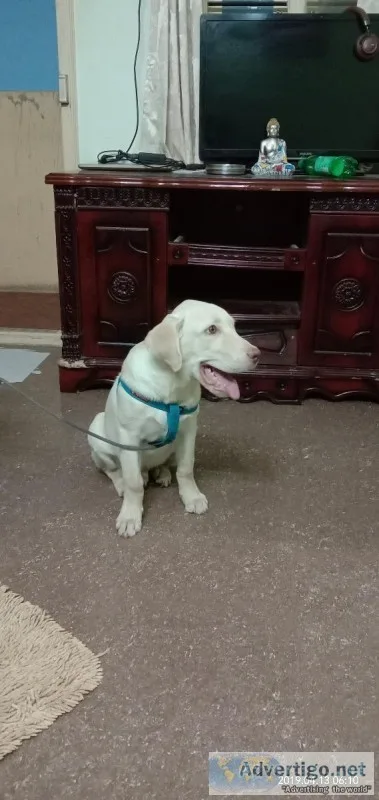 Male Lab Fawn color