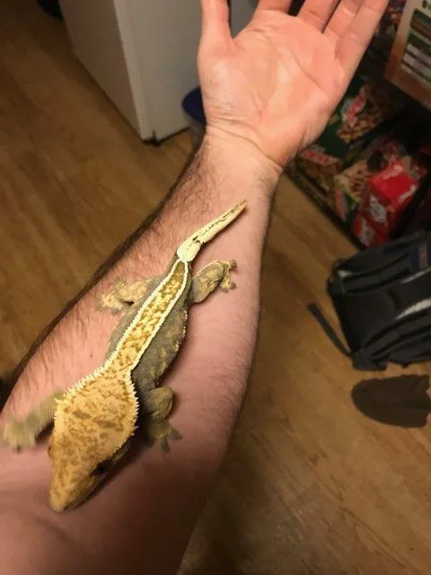 Adult Female 100% Pinstripe Crested Gecko