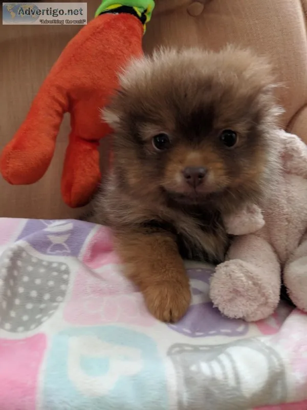 Pomeranian Puppies