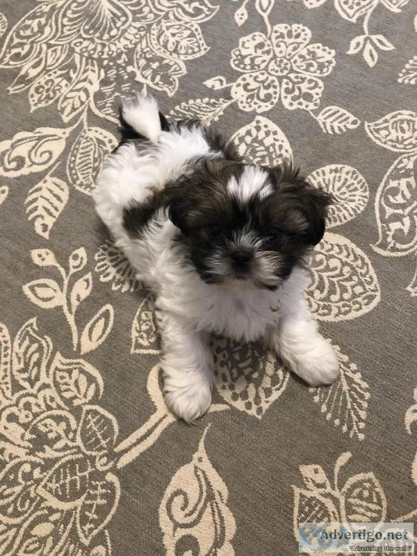 Adorable male Shih TZU puppy