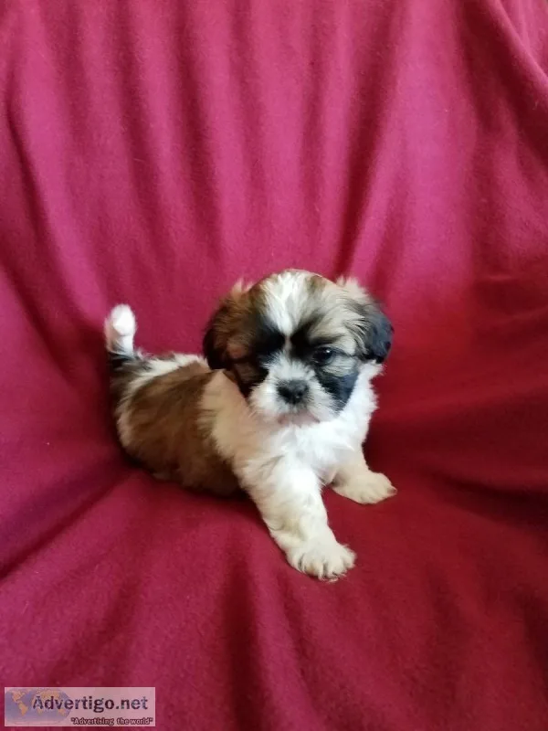 Shih tzu puppies