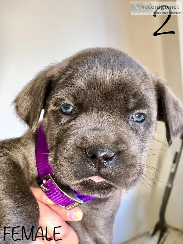 AKC Cane Corso pups