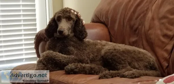 Standard Poodle
