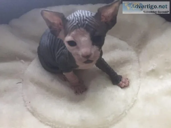 Adorable male and Female Sphynx Kittens