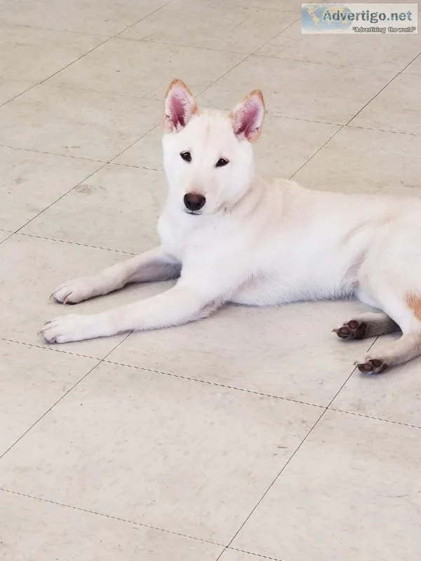 shiba inu
