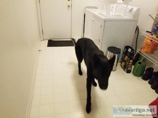 Male Black German Shepherd AKC