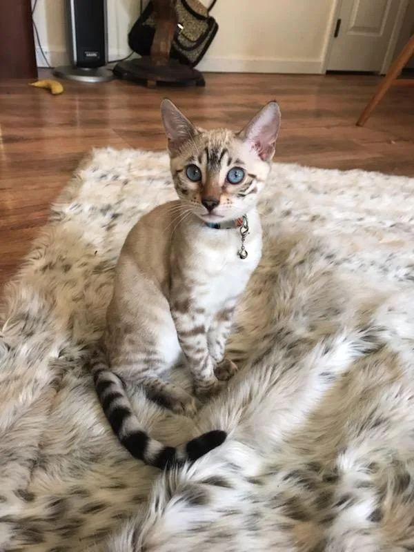 Snow Leopard