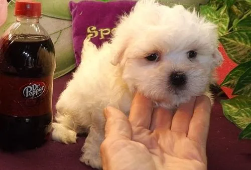 Ckc Healthy Maltese Puppies