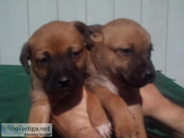 Great free Puppies