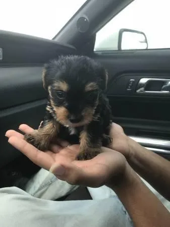 Cute outstanding Teacup puppies Ready