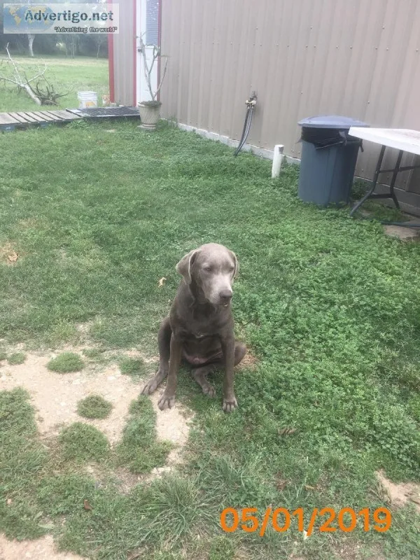 Rehoming silver Labrador