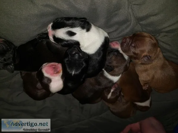 Boston Terrier Puppies
