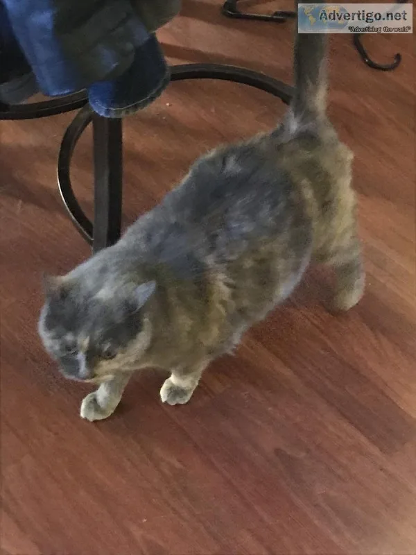 Free Cat to a good home