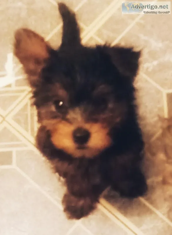 YORKIES. YORKIES YORKIES