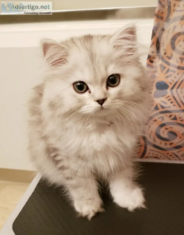 Purebred Dollface Persian