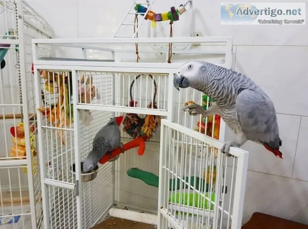 Hand Raised And Tamed Pair Of African Greys