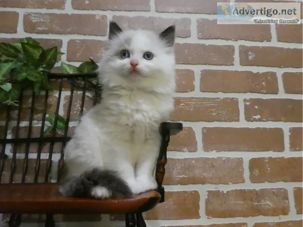 TICA RAGDOLL KITTEN