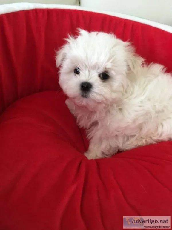 black eyes (casper) Gorgeous Kc Reg Maltese Pup.