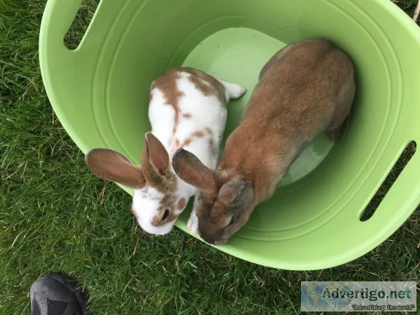 Mini Rex Bunnies