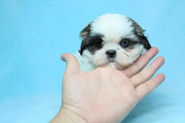 Teacup and Toy ShihTzu Puppies Available CKC Registration